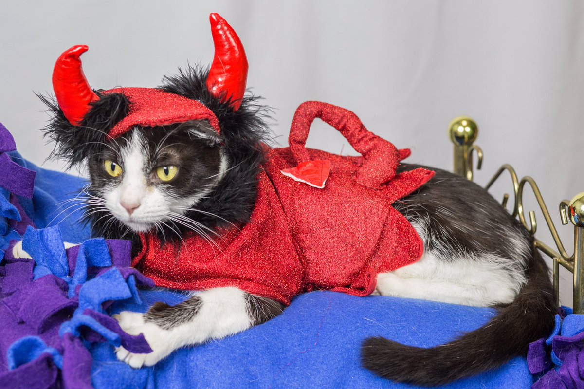 A_Oberlander's tweet photo. It’s HALLOWEEN KITTY time again! These little goblins are ready to haunt your lap! Go pay them a visit @CMPD_ACC ! https://t.co/V29dzE2Cgw