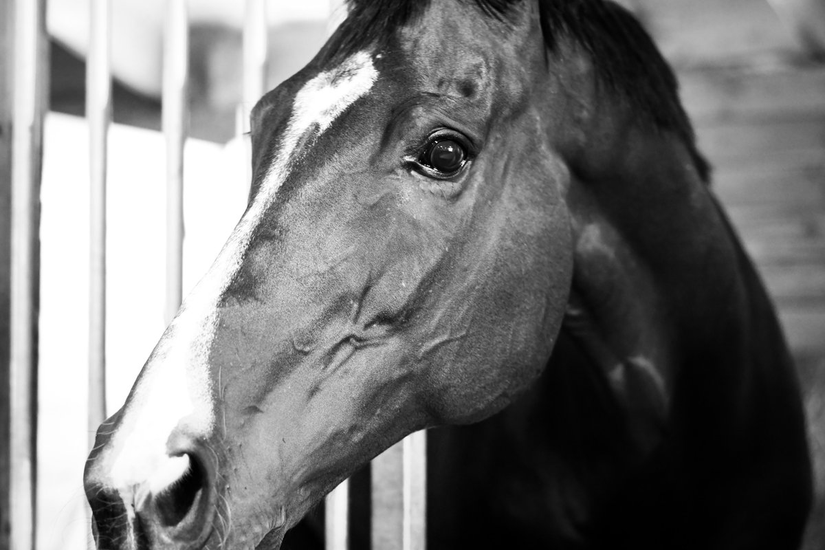 SchweigertLaura's tweet photo. Doing a little exploring into black and white edits with my good buddy, Nash. #OTTBsRule #HorseLove #RetiredRacehorses https://t.co/ugq7gZfh1y