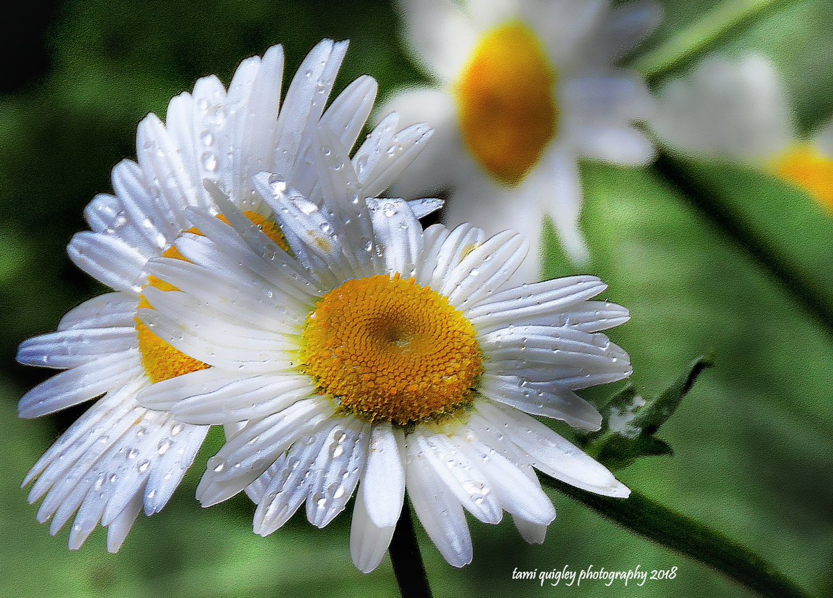 tamitrailscapes's tweet image. Daisies After A Spring Rain tami-quigley.pixels.com/featured/daisi… #ArtisticThursday #daisy #wildflowers #Flowers #artprint #framedart #framedprint #NaturePhotography #natureart #photoart #uniquegifts #apparel #Pixels #FineArtAmerica #fineart #fineartphotography #artgallery #CanvasPrints #art