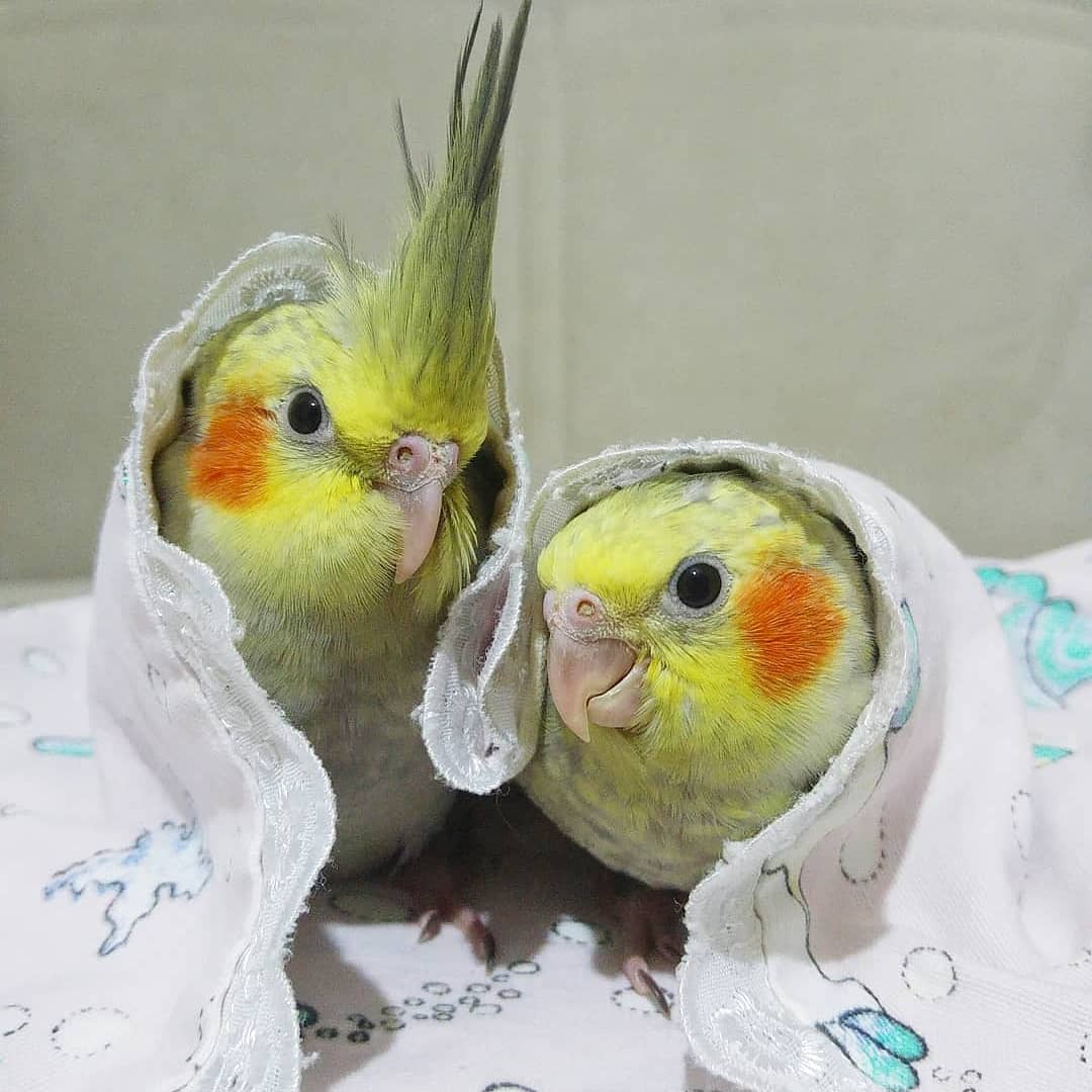 calopsitas_mans's tweet photo. Boa noite galera das #psitas
#calopsita #aves #coberto https://t.co/QOflp6FXLP