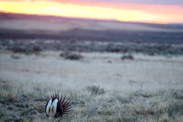 foryoursociety's tweet photo. Court Blocks Trump’s Plan to Ease Bird Protections on Oil Lands https://t.co/qHPxAV0p7J https://t.co/jhvmLcRzFu