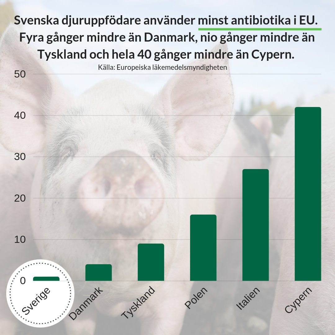 För nionde året i rad visar europeiska läkemedelsmyndigheten att Sveriges djurbönder använder minst antibiotika i hela EU.
Fyra gånger mindre än Danmark och 40 (!) gånger mindre än Cypern.
Bra jobbat, Sveriges djurbönder!