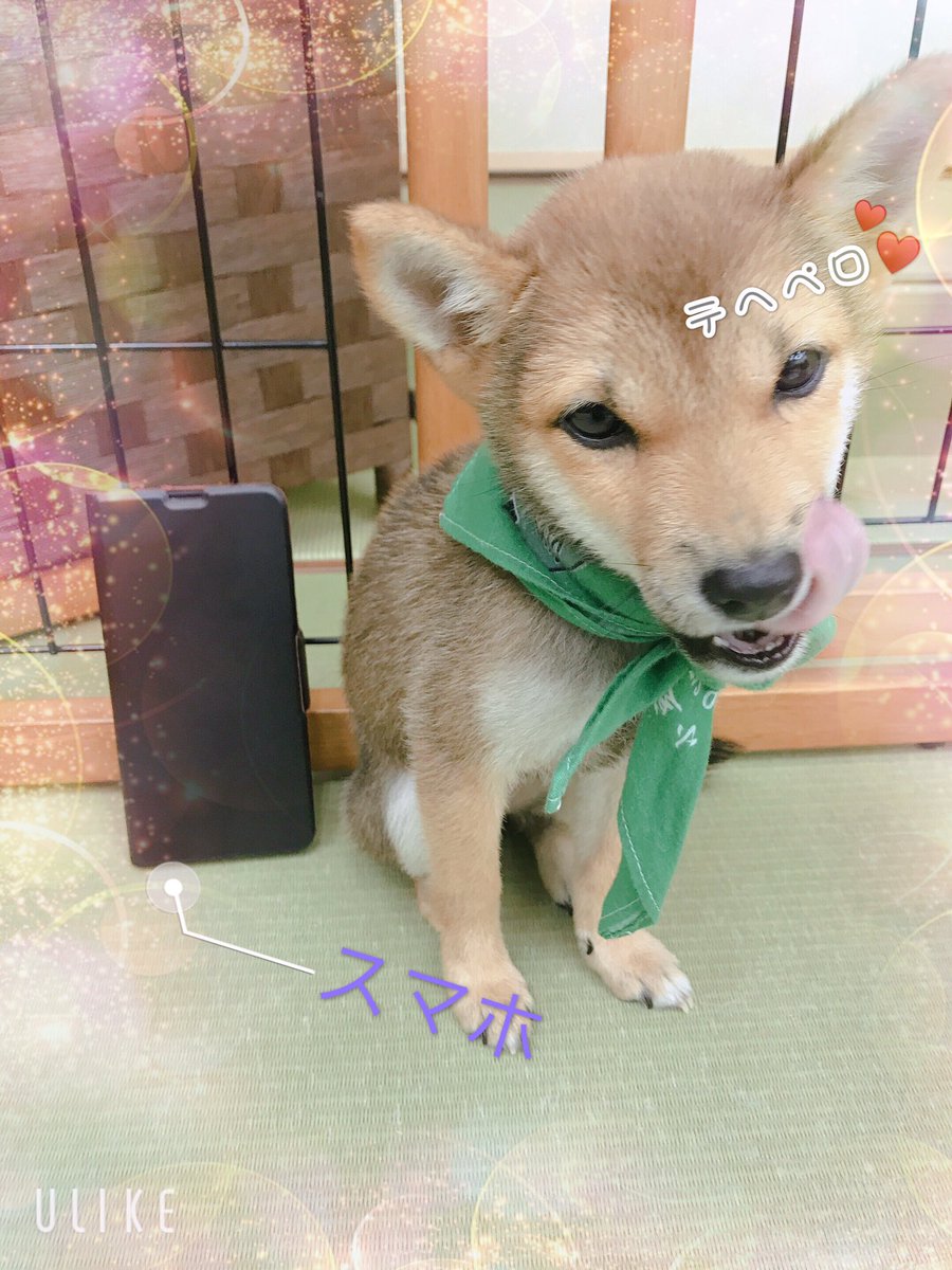 小豆柴の郷 秋葉原 小豆芝のアカネちゃん こんなに小さいなんて と スマホと比べるとスタッフも驚く大きさ O W O 是非 癒されてみませんか