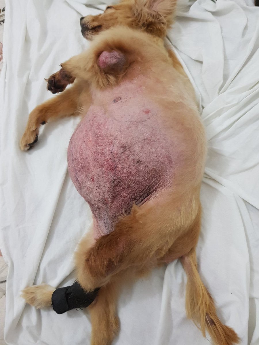 Bruna39321379's tweet photo. Oi,gente preciso de ajuda. A minha cachorra está com muitos problemas de saúde e agora ela não está mas andando precisa de fisioterapia urgente 
Quem puder me ajudar criei uma vaquinha on line 
Quem puder contribuir agradeço muito.
https://t.co/wGFYUnedBl https://t.co/wp6cHb09Wc