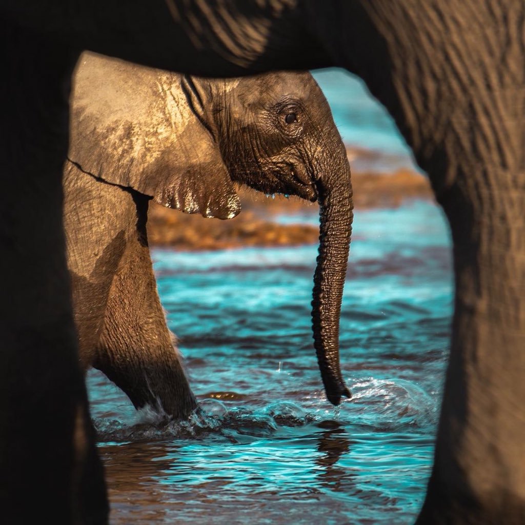 Enjoying pool party with mother elephant!

#safariafrica #photooftheday #instagood #picoftheday  #africa #pure #happiness #naturelover #cute #wildelife #safariwildlife #safaritours #africansafaritours #bestwildlifesafari #momlove #refreshment #morningrefreshment #poolparty