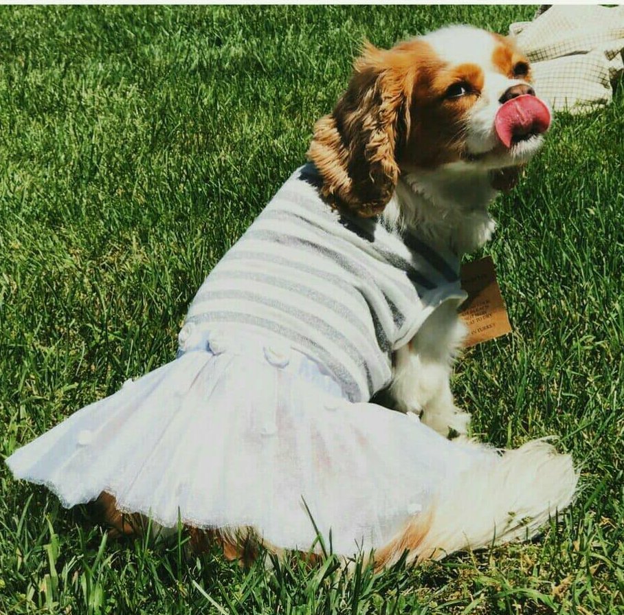 dogabanapet's tweet photo. Wouldn't a tutu dress make a cool Halloween costume for your dog or puppy? How about a sweet princess with some DIY accessories? They are in 5 colors; gray/white, red, pink, turquoise, fuschia. #doglovers #halloweencostume #dogdress #puppy #halloween2019 #petsuit #Puppies https://t.co/VbDMuZx1p7