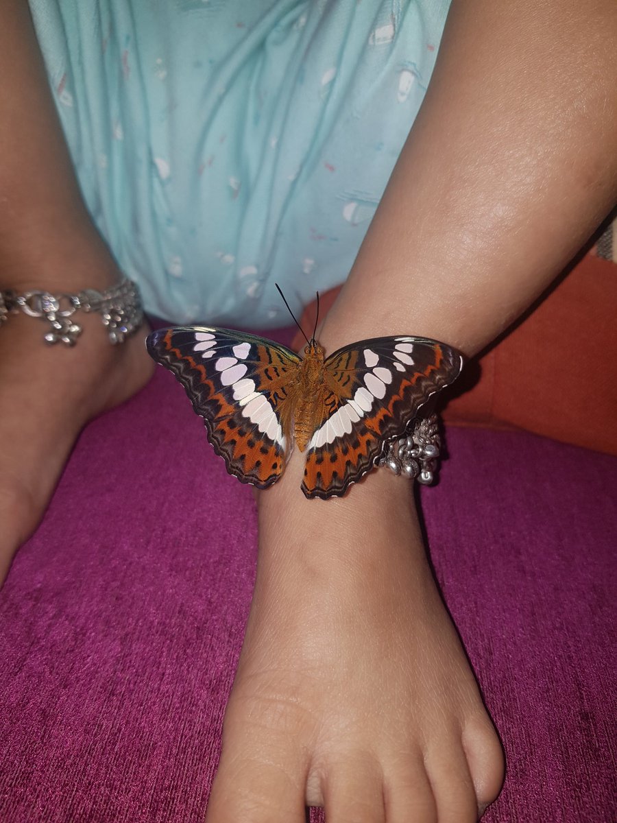 Newly emerged commander 🦋  handled with care and left it out in the Sun by my 2 Yo . We had rescued the Caterpillar and recorded its life cycle @naturemattersnw @deespeak @BittuSahgal @PritimayaT @SachinKalbag @richapintoTOI @ranjeetjadhav @Asifbhamlaa