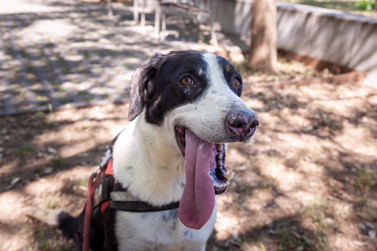 Maui es un perro buenísimo, cariñoso y juguetón pero tiene leishmaniasis y eso disminuye sus probabilidades de ser adoptado. Sin embargo, con una medicación diaria puede tener una gran calidad de vida. Saquémosle de la jaula. info@protectoramataro.org