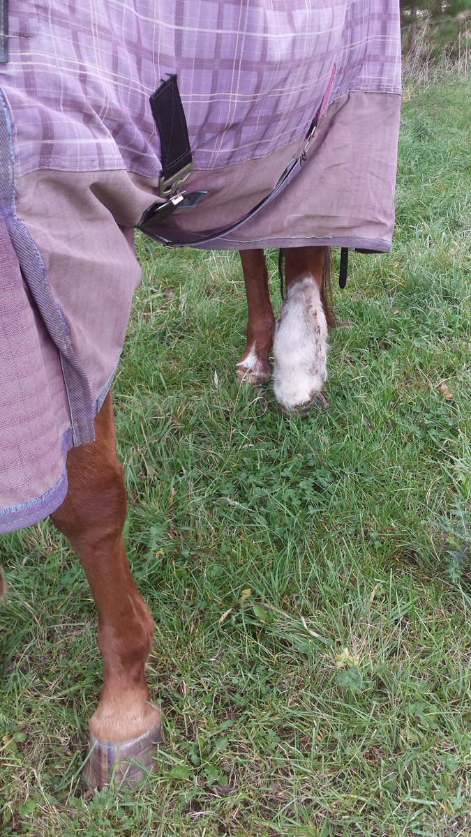 myequinepa's tweet photo. Did you know that untreated #mudfever #mudrash can develop into #cellulitis ? To keep ontop of this seasonal condition follow this link, for #horsecaretips #prevention #treatment #Horses
#wintercare #dermatophiluscongolensis @HorseChatHour https://t.co/JEVe9zqRi2 https://t.co/s0lONgNrUG