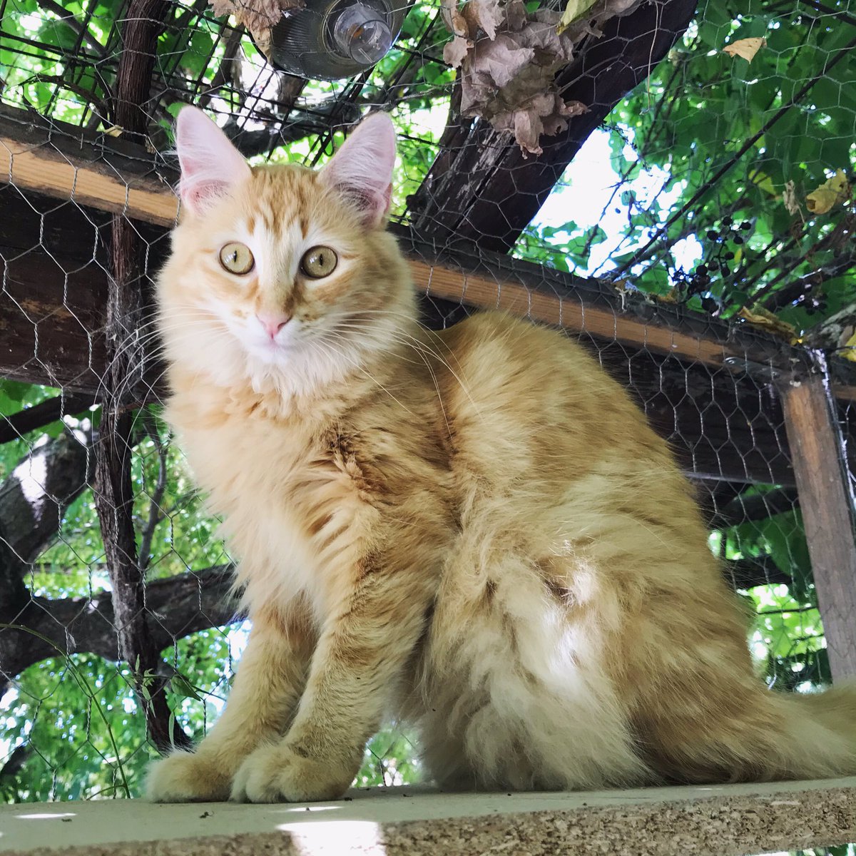#ThrowbackThursday Canela (1 year old) 💕
#catlover #cutecat #gingercat #CatsOfTwitter