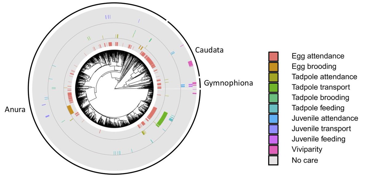 Brand new paper @NatureComms on evolution of #parentalcare in amphibians from the #parentalcarecluster at @hullbiology @UniOfHull/@QUBelfast! Read lead author Andrew Furness' Nature blog post here: natureecoevocommunity.nature.com/users/314496-a… Full paper: nature.com/articles/s4146… #ecology #evolution