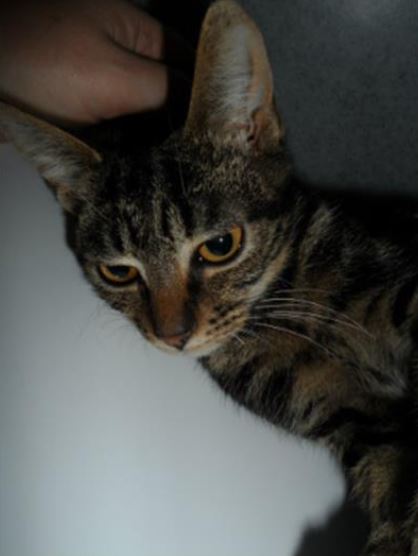 cpcheltenham's tweet photo. Meet Stripes! 😻

Stripes is an 8 month old kitten &amp; has come to us because her owner can no longer care for her.

She is very active &amp; loves to play 😸 Stripes also adores attention, especially when it’s a scratch behind her ear! 🐱❤️

https://t.co/mGmUQSyIkS https://t.co/PnI6arbLWm