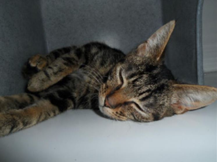 cpcheltenham's tweet photo. Meet Stripes! 😻

Stripes is an 8 month old kitten &amp; has come to us because her owner can no longer care for her.

She is very active &amp; loves to play 😸 Stripes also adores attention, especially when it’s a scratch behind her ear! 🐱❤️

https://t.co/mGmUQSyIkS https://t.co/PnI6arbLWm