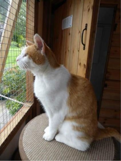 cpcheltenham's tweet photo. Meet Otis! 😺🐾

This charming lad is around 12 years old &amp; is very friendly!

He is used to going outdoors &amp; must be the only pet in the house.

Otis will make a loving companion to anyone who can give him the time he needs.

Come &amp; meet Otis today! 😻

https://t.co/odMbz3nZhM https://t.co/qK259WKiwd
