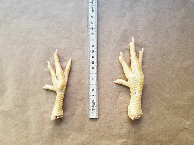 Last year I did a restaurant project that involved cooking lots of chicken feet. It got me thinking, where do they all go + how many are there? Well, there's certainly lots of them: in 2017 66.6 billion chickens were killed for meat*, so that'd probably be 133.2 billion feet…