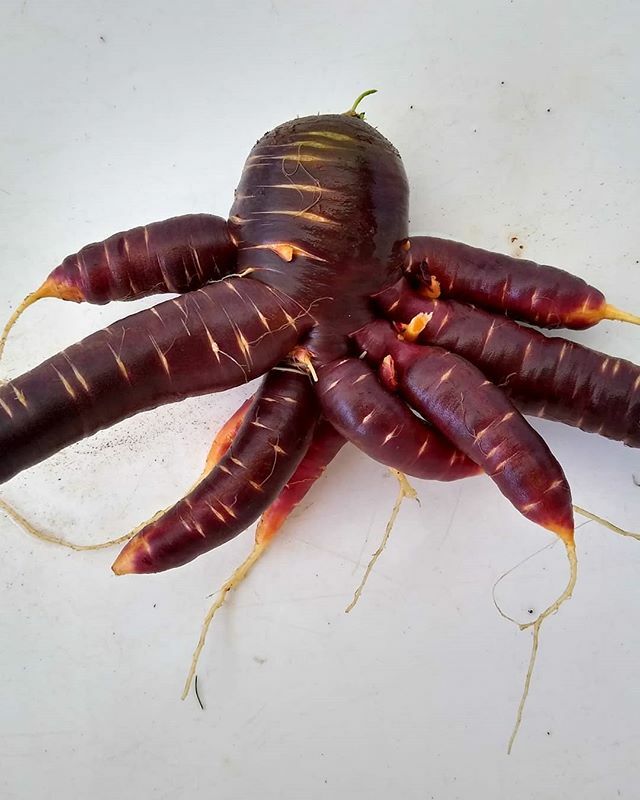 CrookedCuke's tweet photo. Purple haze carrots seem to more prone to funky shapes than the other varieties I grow https://t.co/xT3rZqRQk8 https://t.co/4OzLknVrSc
