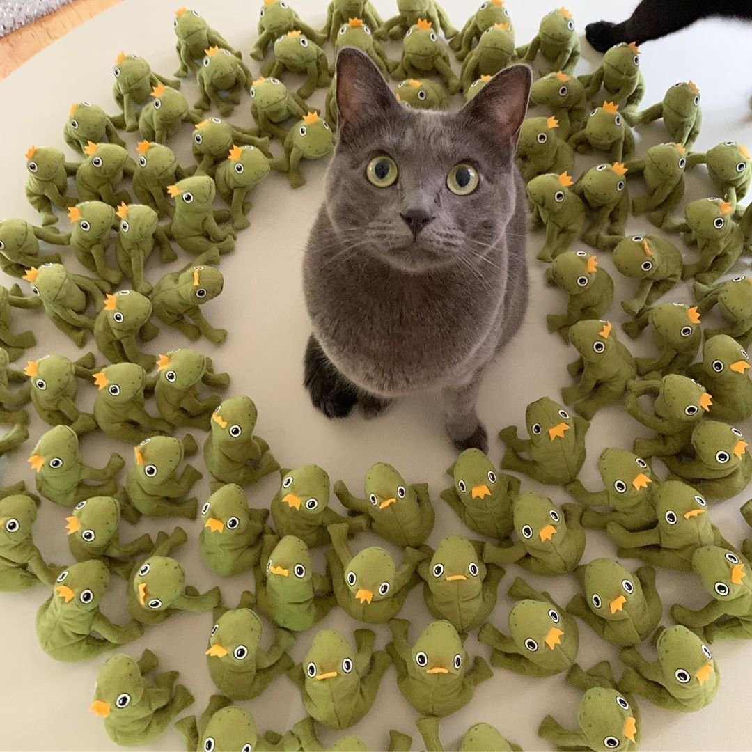 Meowed's tweet photo. From @mochikittyfrog: Queen of the frog throne #meowed #meowedofficial https://t.co/7rC4yhoTzj