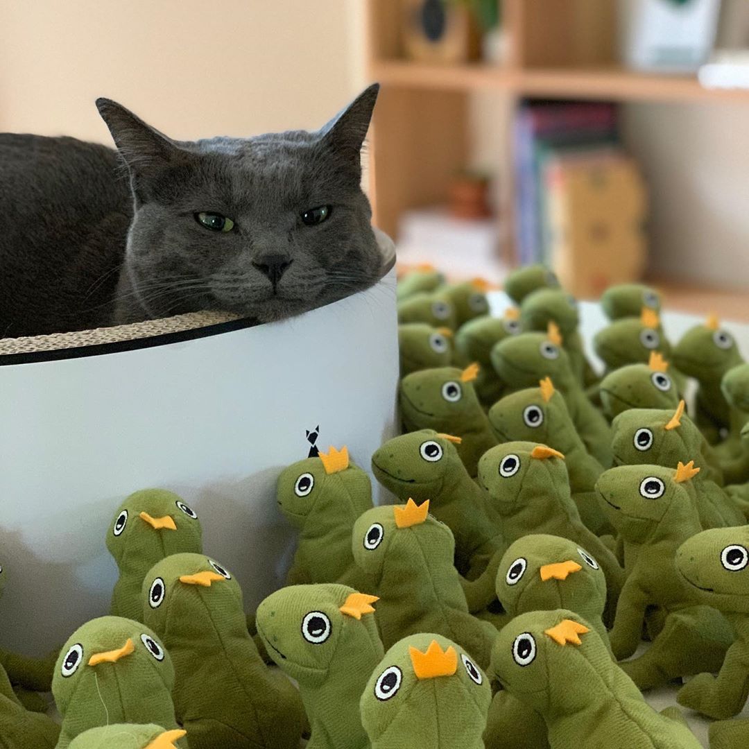 Meowed's tweet photo. From @mochikittyfrog: Queen of the frog throne #meowed #meowedofficial https://t.co/7rC4yhoTzj