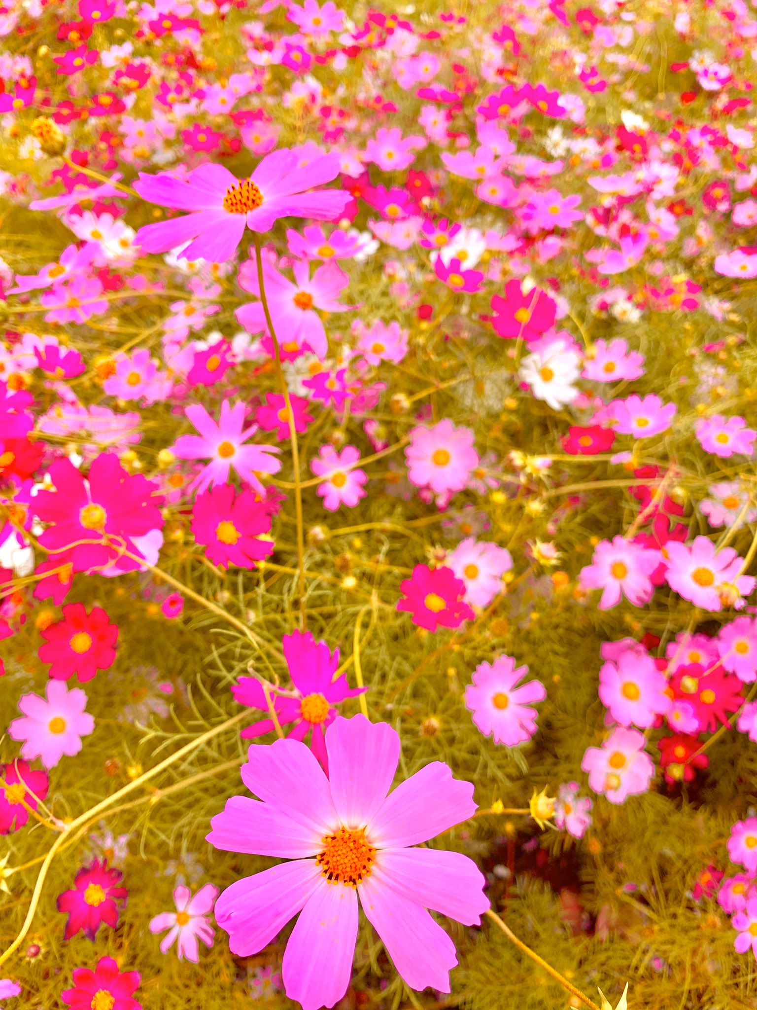 なつみかん コスモス 畑を縦撮り 少し画像の色を暖かめにしてみたパターン そしてこちらは メロガッパ さんの通常の方の Cosmos T Co Wtallkilyw 秋桜 キリトリセカイ 花 花の写真 秋 花畑 ピンク 写真で伝える私の世界 写真