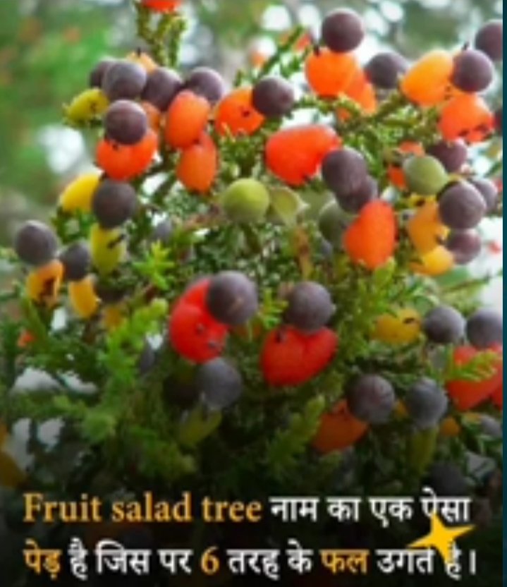 Agri Time : Learn Agriculture With Me (@agritimegroup) on Twitter photo #agritime #agritimegroup #agrifunny #agriculturefacts #agriculturejobs #agricultureimages #agriculturejokes #bscagriculture @agritimeweb <a href="/agritimegroup/">Agri Time : Learn Agriculture With Me</a> #agritimeyoutube #agritime #agritimegroup #agrifunny #agriculturefacts #agriculturejobs #agricultureimages #agriculturejokes #bscagriculture @agritimeweb <a href="/agritimegroup/">Agri Time : Learn Agriculture With Me</a> #agritimeyoutube