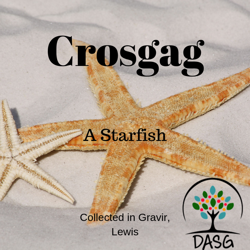 DASG_Glaschu's tweet photo. https://t.co/RWUlAA5FZQ
Fàilte do #seachdainLeòdhasach #Lewisweek
#Gàidhlig #Gaelic #DASG #archive #tasglann #UofG #Archivist #ScotlandsSounds #DigitalArchive #IYIL2019 #UNESCO #crosgag #starfish #acrosgagnewdivide #crasgag #fairge #muir #cuan #Grabhair #Gravir #Leòdhas #Lewis https://t.co/racYIgXDoN