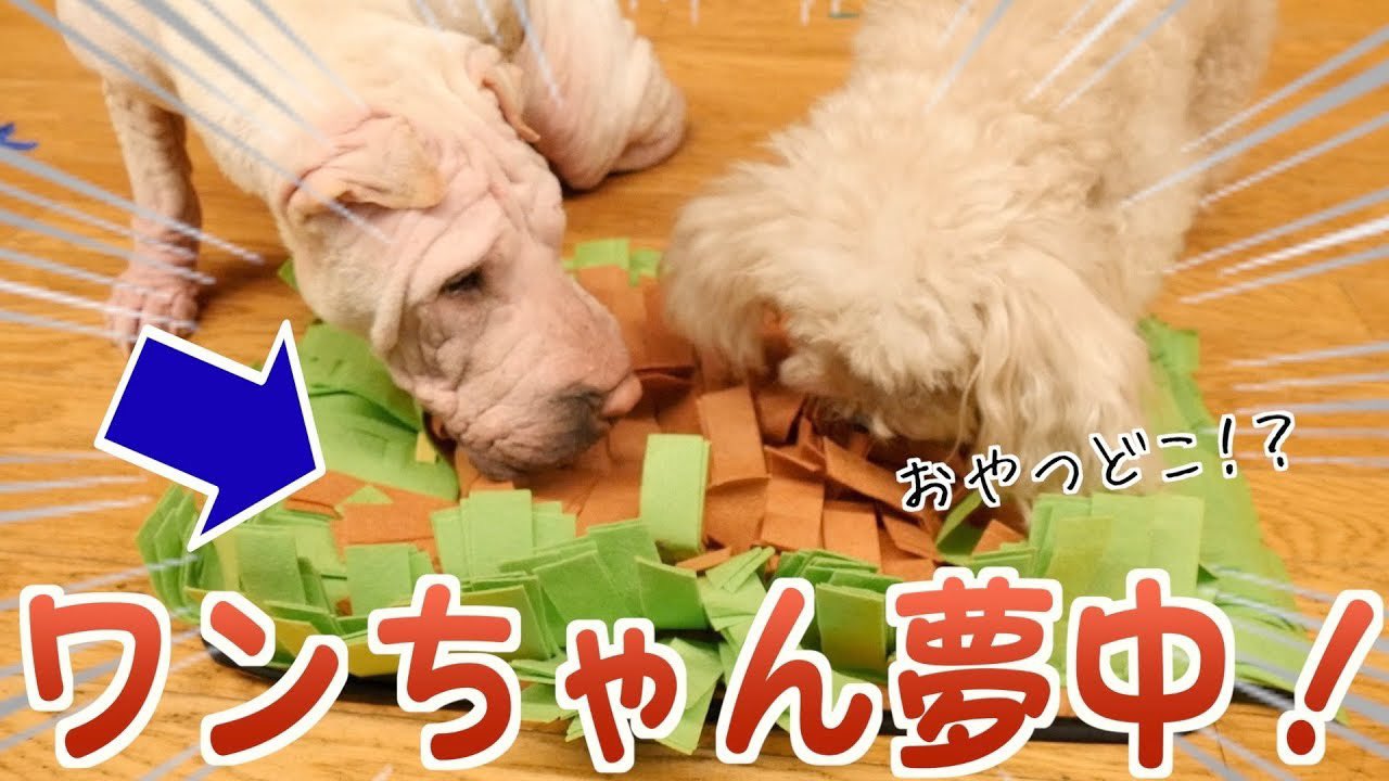 تويتر プーキーズ على تويتر 動画公開 これ めっちゃいい かわいい 草むらにおやつを隠す 犬用知育マット が マジでワンちゃんを天才にする T Co Mlxc9gmxvx T Co Gffi02f24e