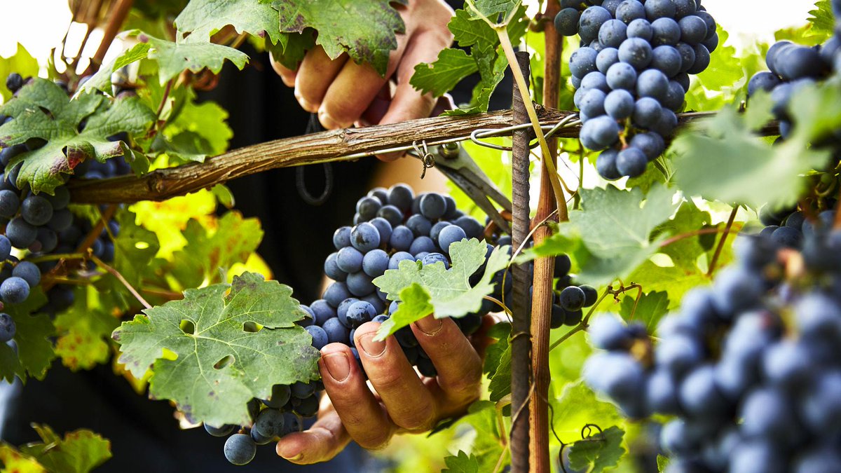 LAst days of this #Harvest2019.
Our #Recantina Augusto is born from the collection of selected grapes coming from our estates Emily and Aria Valentina, situated on a clayey and iron-rich soil.

#GiustiWine #harvest #recantinaAugusto #redwine #AsoloMontello #NervesadellaBattaglia