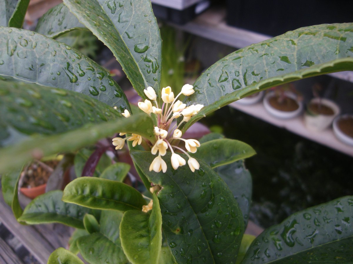 メダカの大工 四季咲き金木犀なので 色が薄いのかな 肥料がよくないのかもしれません 樹齢100年以上の金木犀 すばらしいです