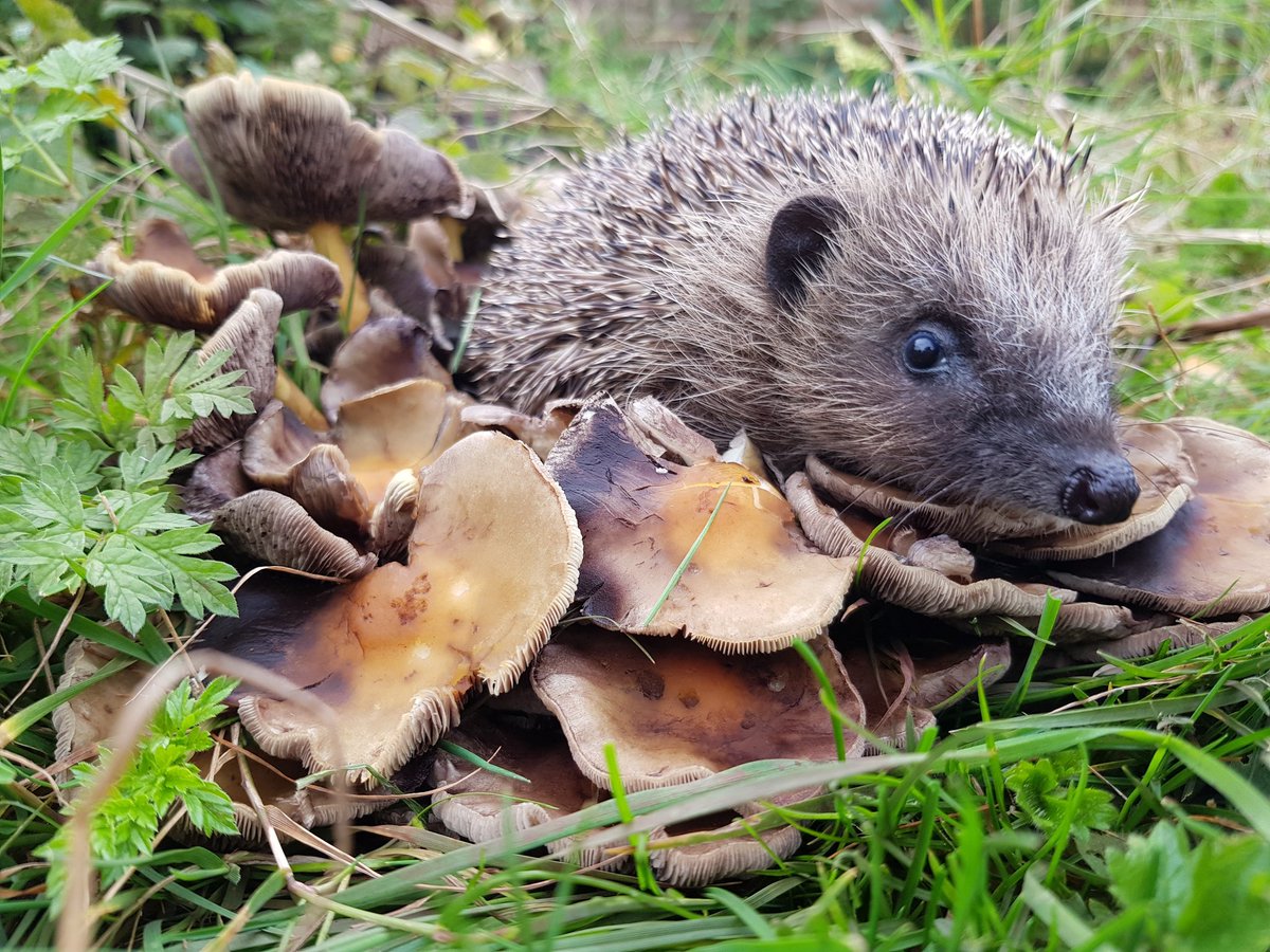 Aiden was a 125g orphan now 800gs &amp; looks amazing &amp; released back to the wild.Please keep putting food out at this time of year our hedgehogs need to gain weight to survive the winter months.
@AnimalHeroAward <a href="/RSPCA_official/">RSPCA (England & Wales)</a> <a href="/hedgehogsociety/">Hedgehog Society</a>  <a href="/DrAmirKhanGP/">Dr Amir Khan GP</a> <a href="/ChrisGPackham/">Chris Packham</a>