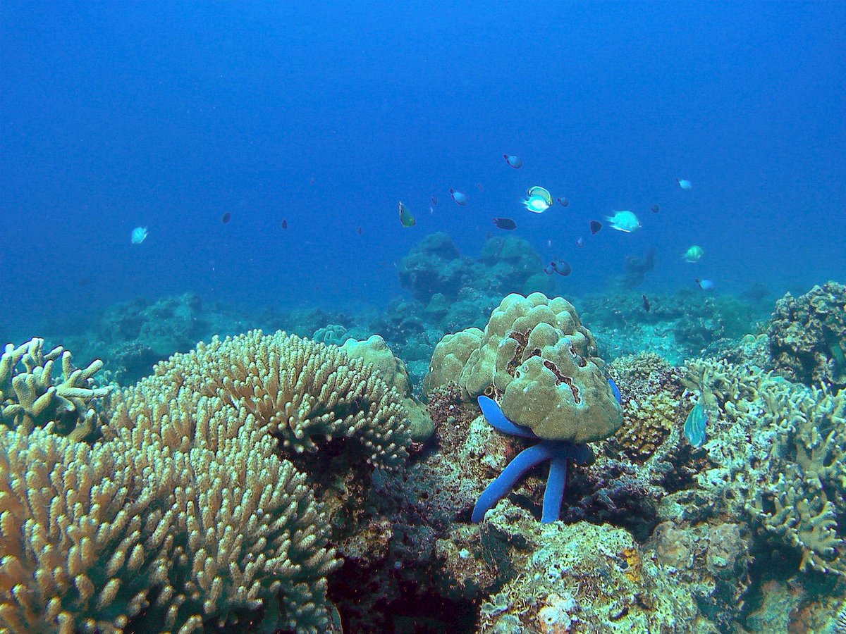 divescotty's tweet photo. Jilken family had a great dive. Their son Frank did the #Try #ScubaDiving with David. He really enjoyed watching colorful #corals and beautiful fishes.
𝐘𝐨𝐮 𝐜𝐚𝐧 𝐓𝐫𝐲 𝐒𝐜𝐮𝐛𝐚 𝐃𝐢𝐯𝐢𝐧𝐠 𝐭𝐨𝐨!
https://t.co/LyhpZpdrZg
#newdivers #discoverdiving #getyourpadi #padi https://t.co/DT8qTt45Fb