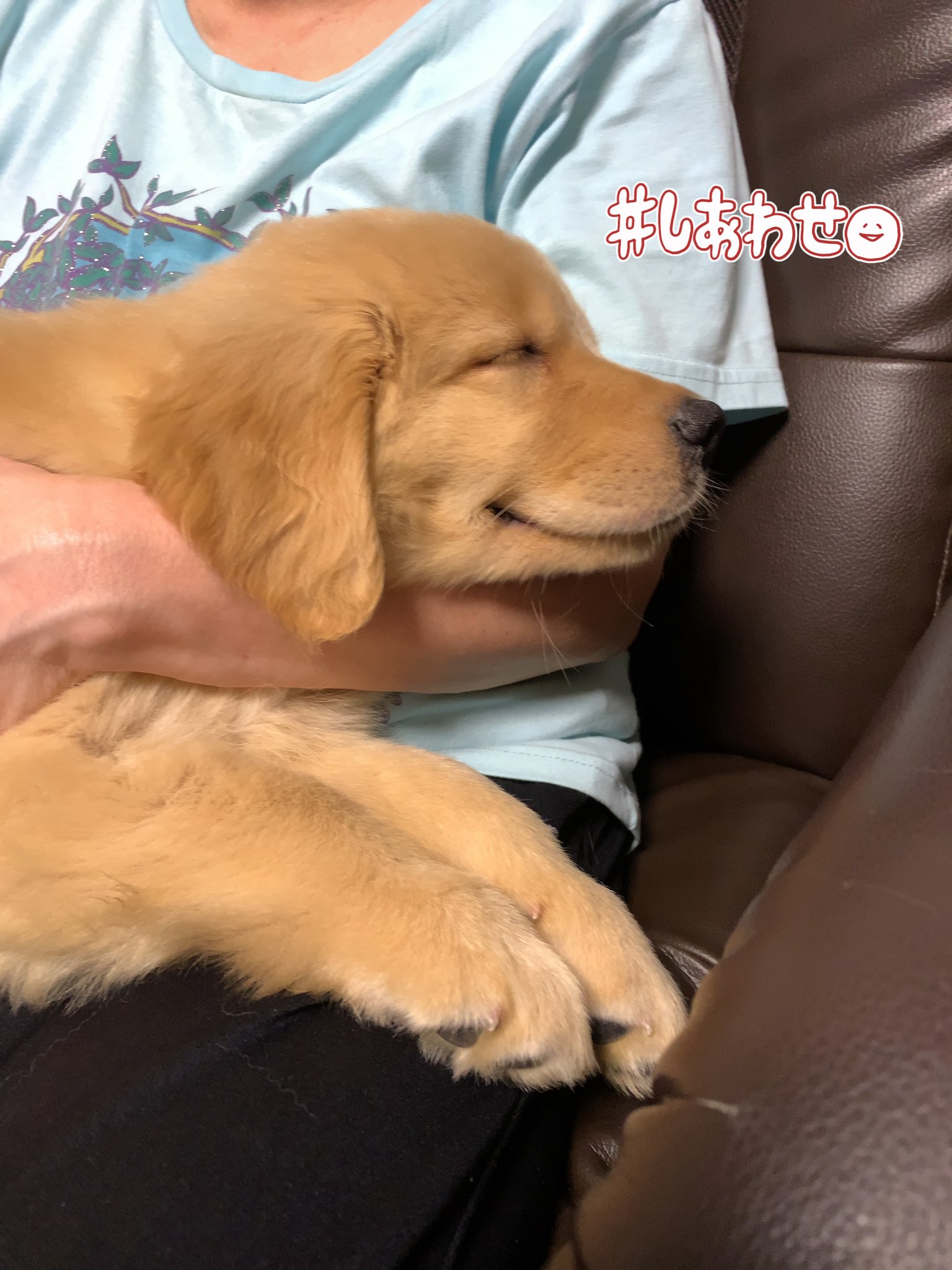 تويتر ゆず ゴールデンレトリバー على تويتر いつもじゃない んですけど 母に抱かれて寝てると 口角が上がって ニッコリして寝るんです 犬は笑わないって言いますけど 私は笑うんじゃないかなぁと思います お母さんの包容力を感じ取ったのか W