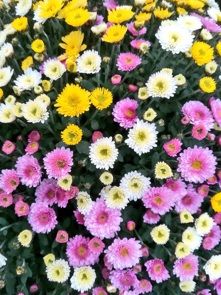 johanknaap's tweet photo. Ik vond ze altijd wat oubollig maar nu ik de serie zie die gefotografeerd gaat worden bij @FloramediaNL Fotostudio in Boskoop moet ik mijn mening herzien : #bolchrysanten zijn prachtig! https://t.co/jVKRJy981l
