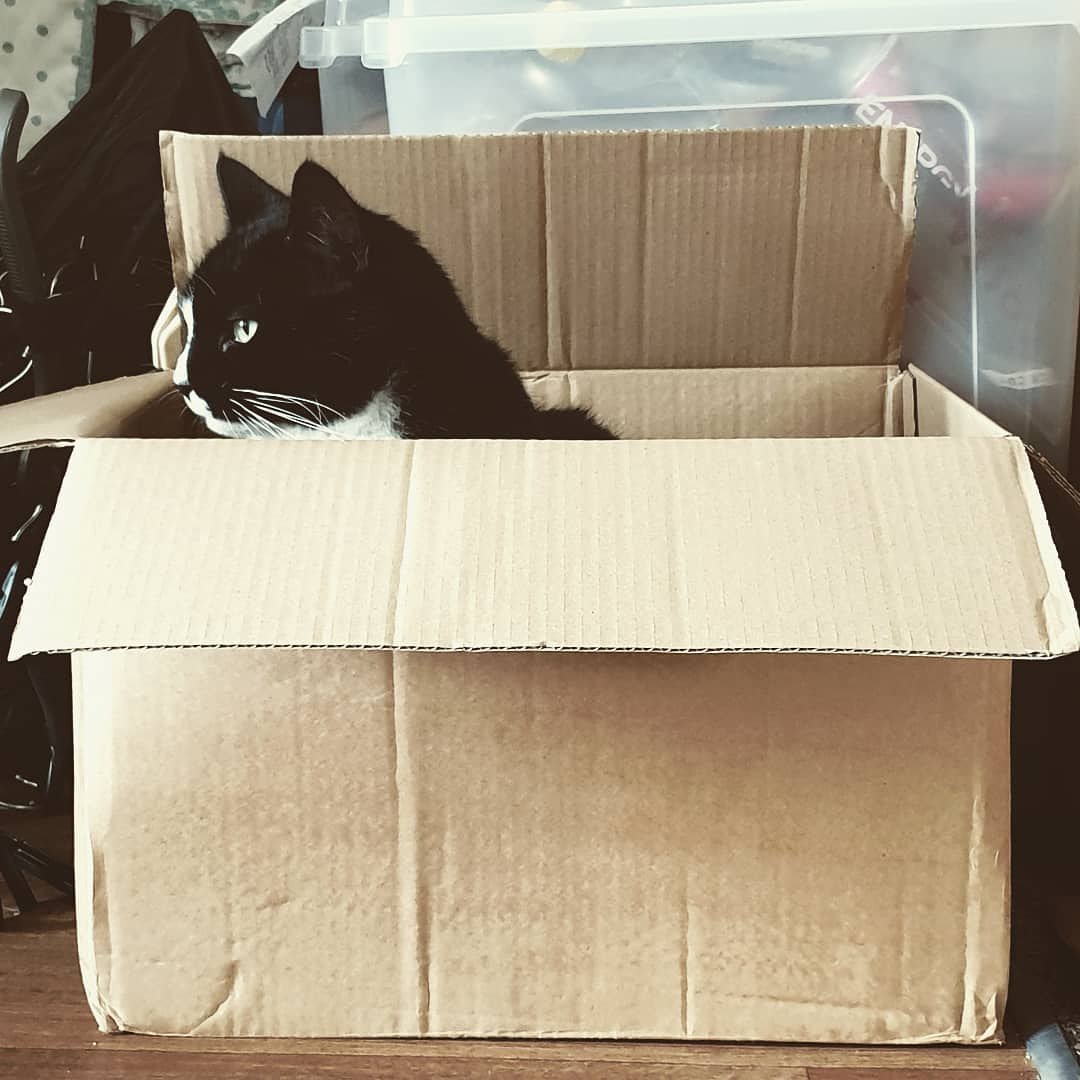 Oh Ripley we all have days when we feel rubbish but theres no need to put your self in the bin pile 

#october2019 #blackandwhitecat #blackandwhitecatsofinstagram #cat #cutecat #ripleytheblackandwhite #catsofmargate #furbaby #catstagram #feline #pamperedcats #catsinboxes