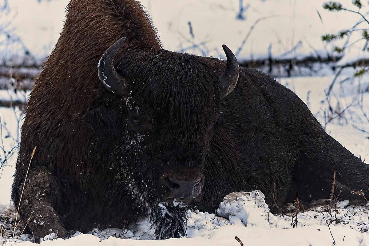 Bison of the Northwest Territory #wildlife #wildlifephotography #Nikon #NikonD850 <a href="/NikonCanada/">Nikon Canada</a>