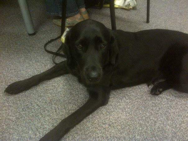 KevMQuartley's tweet image. This week&apos;s #ThowbackThursday is not of me but a delightful assistance dog who helped back in 2013 when confirming my training as a &apos;Community Sighted Guide&apos; Essential training when volunteering in an Emergency Rest Centre/Community Place of Safety.
@BristolPrepared
#SightedGuide