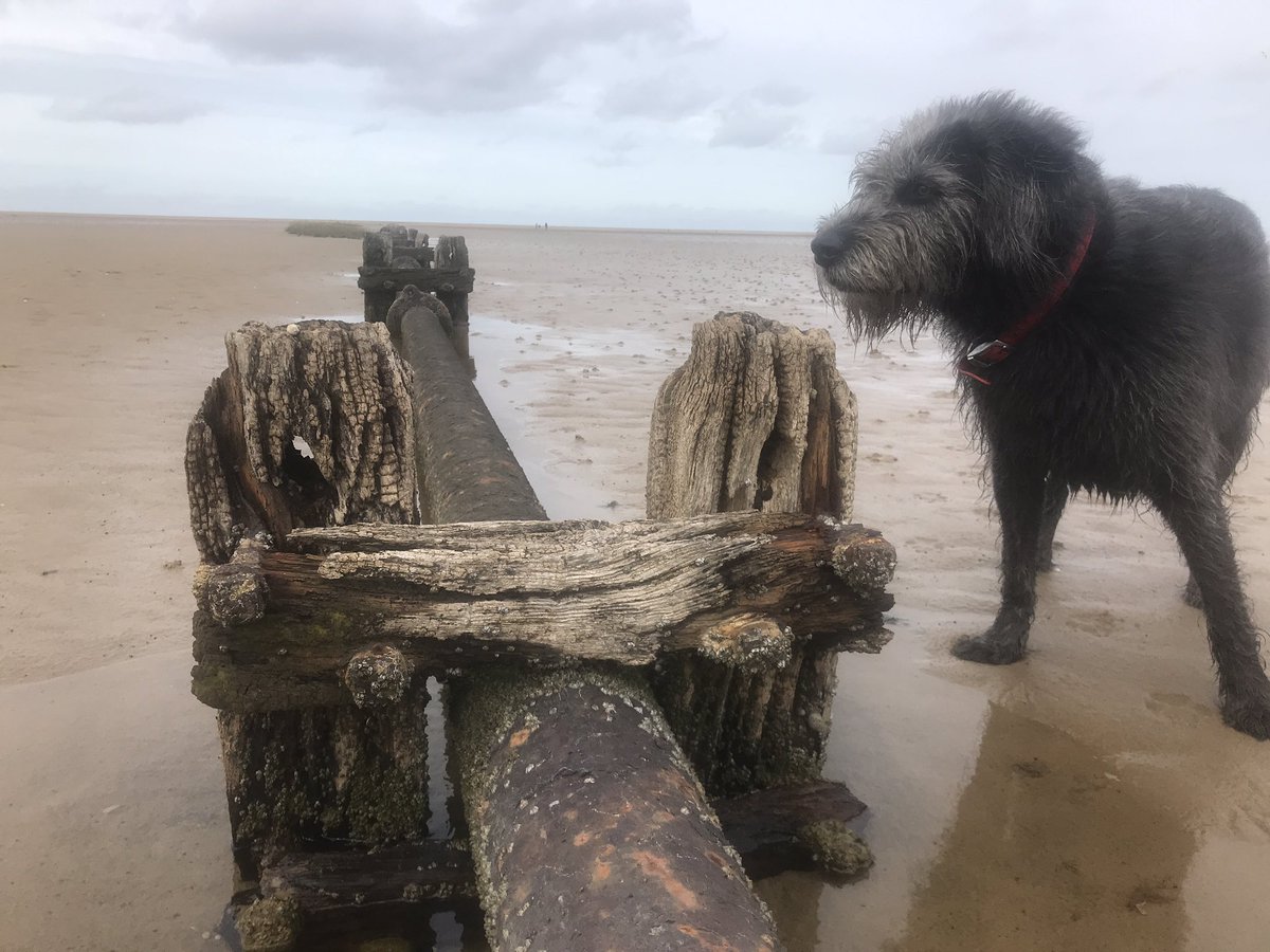BeesApitherapy's tweet image. Midge supposedly looking for sea lavender foraging-too much play not enough forage hunting!