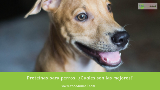ZocoAnimal's tweet image. Proteínas para perros, ¿Cuales son las mejores?
 zocoanimal.com 
ow.ly/wsww30pJswh 

 #alimentacion #mascotas #tiendaonline #perros #otoño