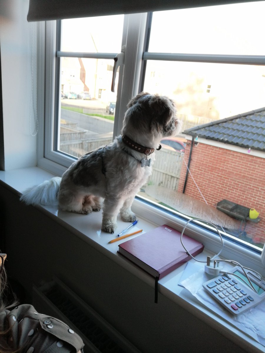 Anyone else's dog sit on the window sill? #teddyedwards 🐙🐙
#admin #VA #remoteworker #homeworker #octopusva #outsource #relax #virtual #stressfree #darlington #smallbusiness #october2019
