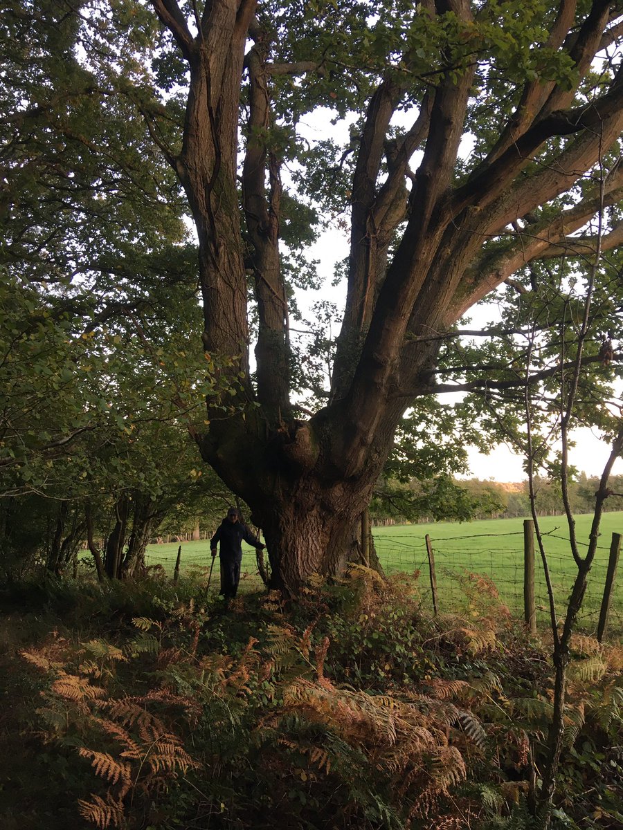 Patrick Lloyd tweet media