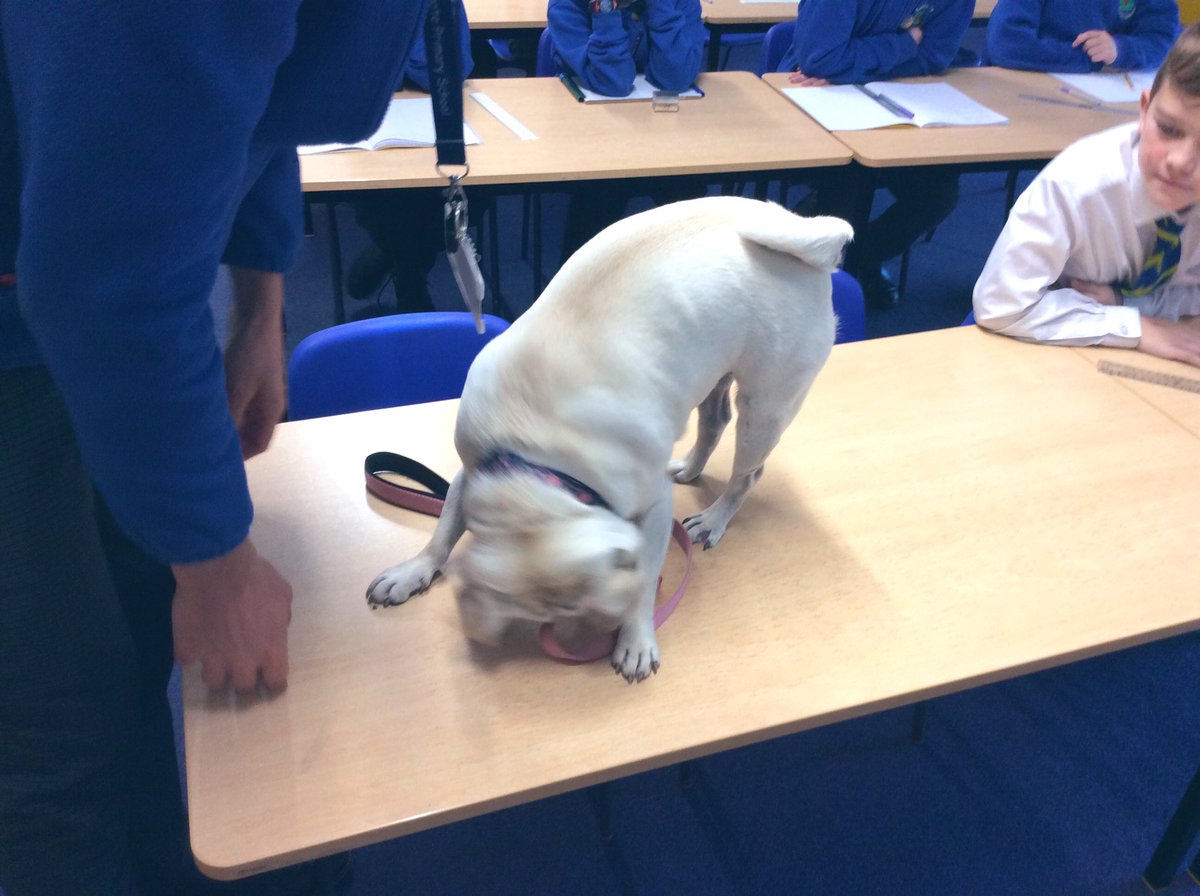 SwingatePrimary's tweet photo. We had a visitor in our Y6 Maths Set #puglife  #pug #puglearning #Mathsisfun. Our children explained their methods to Floss. https://t.co/aAeHAMJCj8