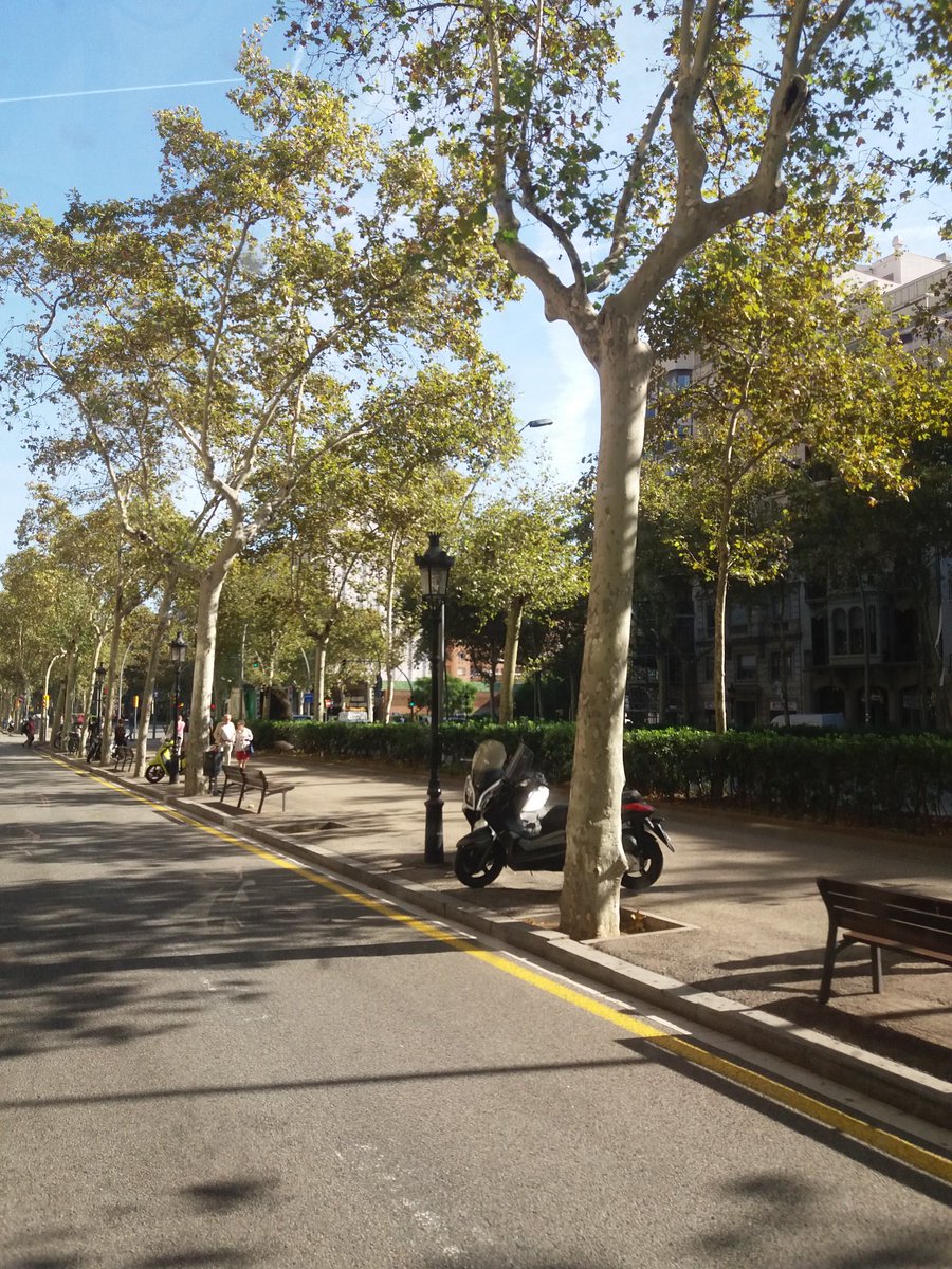 Gavaq's tweet photo. Paso ahora por la zona 0 de los disturbios de anoche. Salvo algunas marcas y papel en algunos árboles, aparente normalidad. Un 10 para la gestión de la limpieza. Aunque muy triste, todo lo que pasó. #BarcelonaEnLlamas #BarcelonaArde #FacilityManagment  @bcn_ajuntament https://t.co/obqCSxeBsv