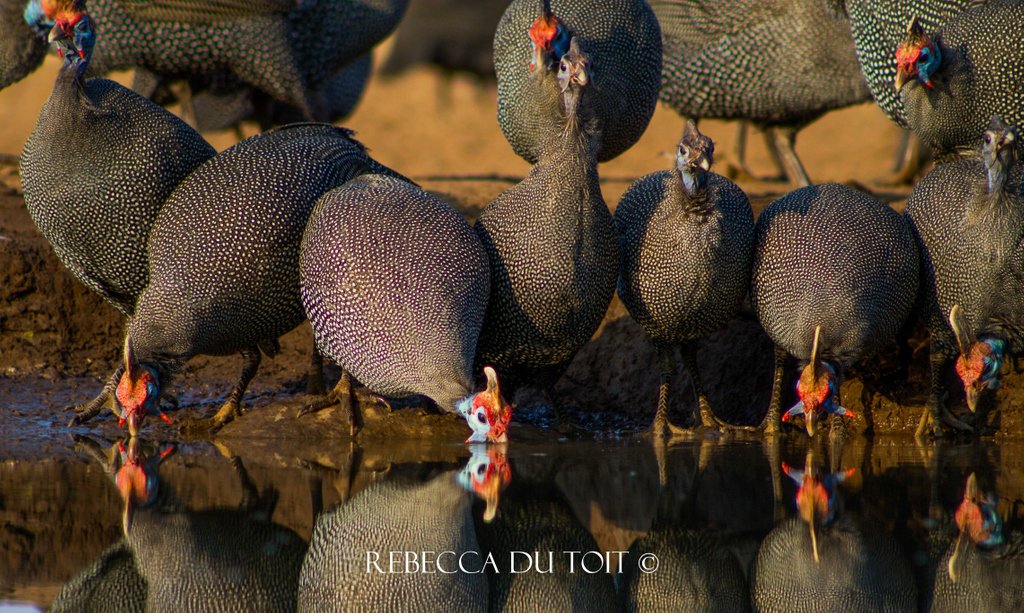 du_Toit_Rebecca's tweet photo. Each Species is a masterpiece, A creation assembled with extreme care and genius. - Edward O. Wilson https://t.co/QZ2xBa2VkB