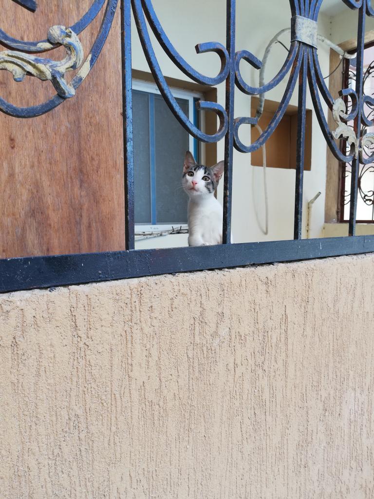 MissSumaiya's tweet photo. She was playing hide and seek with me 😄😻😻😻❤️❤️❤️❤️
#cat #ireallywantone https://t.co/9kwmSyJeCI