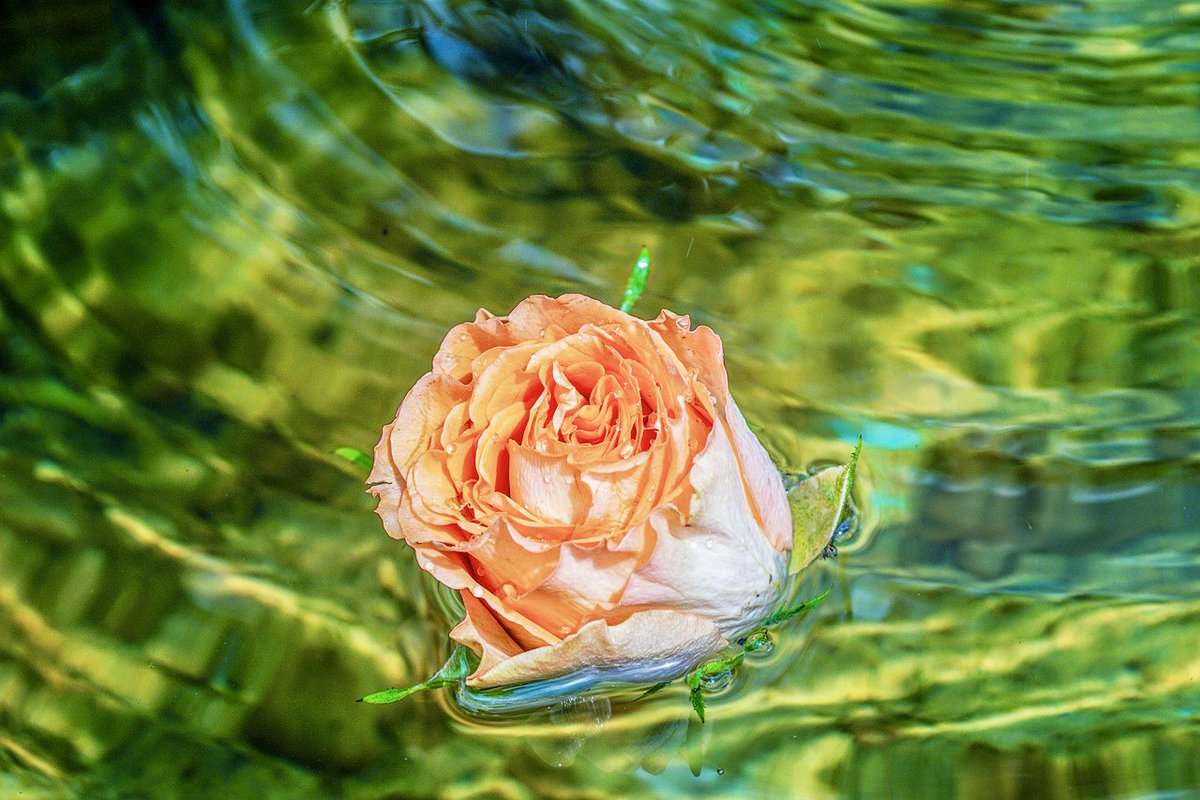 繻 鳳花 中世ヨーロッパの宴会では 食事の前に 手洗いの儀式 という大事な行程があります 当時食べ物は手づかみが基本だったので 衛生的な意味合いもありましたが バラやローズマリーなどの芳香性の高い植物を手洗い桶に入れることで 一種のアロマ