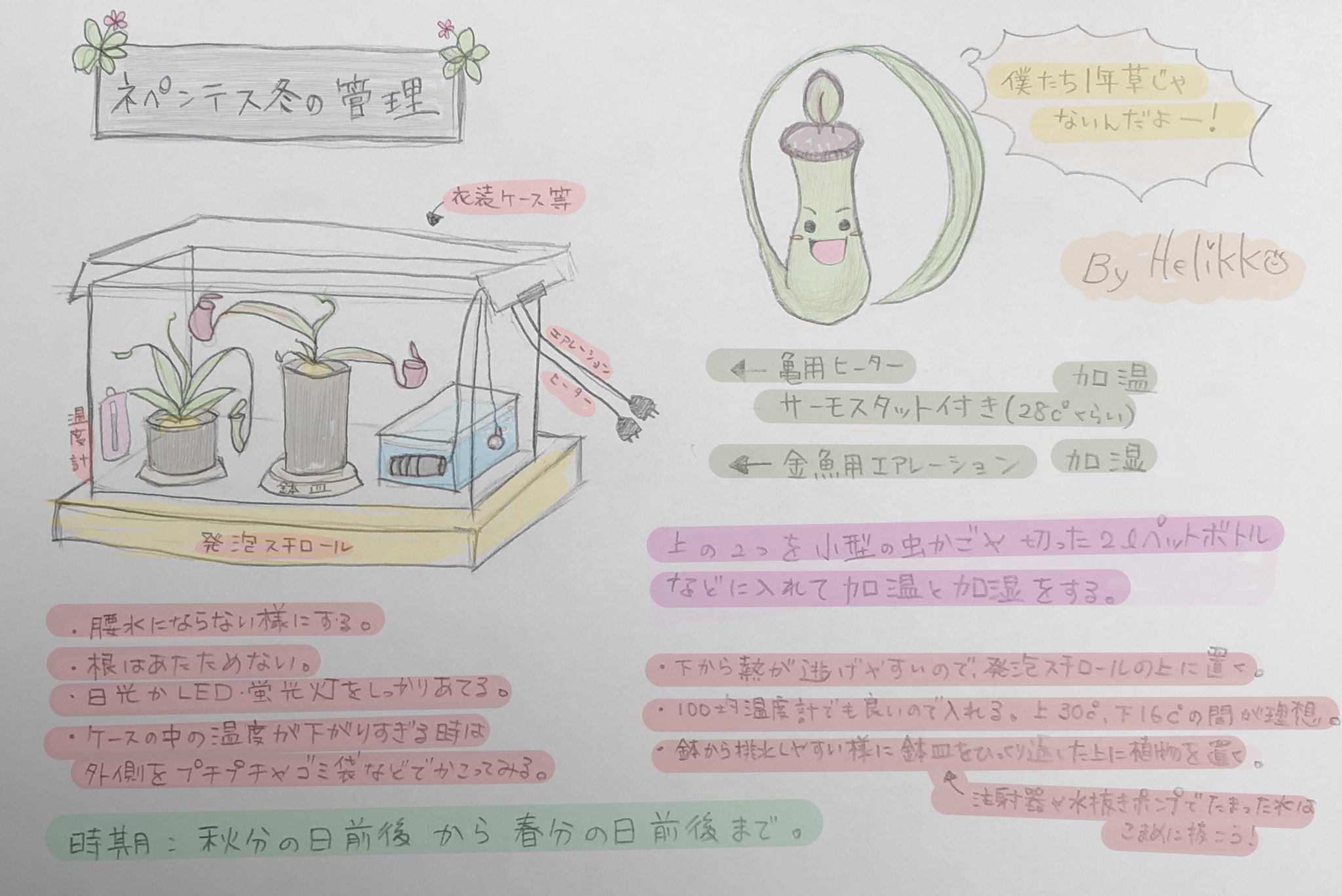 Helikko 今年 ホームセンターや園芸店で並んでいた食虫植物と目が合い 縁があって現在同居しておられます皆々様へ 彼らは一年草ではありません ほんの少しの工夫で 何十年もずっとずっと一緒に暮らせます ぜひおためしあれ 食虫植物