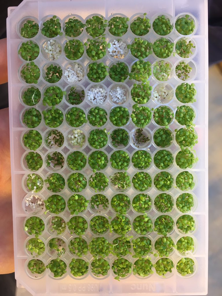 Having fun at #YES19 with a tour of Syngenta and our business pitch is getting there... I think. <a href="/StoychevaPlant/">Martina Stoycheva</a> <a href="/JamesMAForsythe/">James Forsythe</a> <a href="/UoNYES/">YES (Your Entrepreneurs Scheme)</a> <a href="/SyngentaUK/">Syngenta UK</a> #EmpoweringSustainability