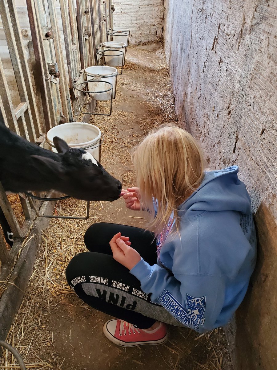 MrSchu23's tweet image. Looks like someone made a new friend #MessicksFarm #cows #mooooooo @TaylorTwig