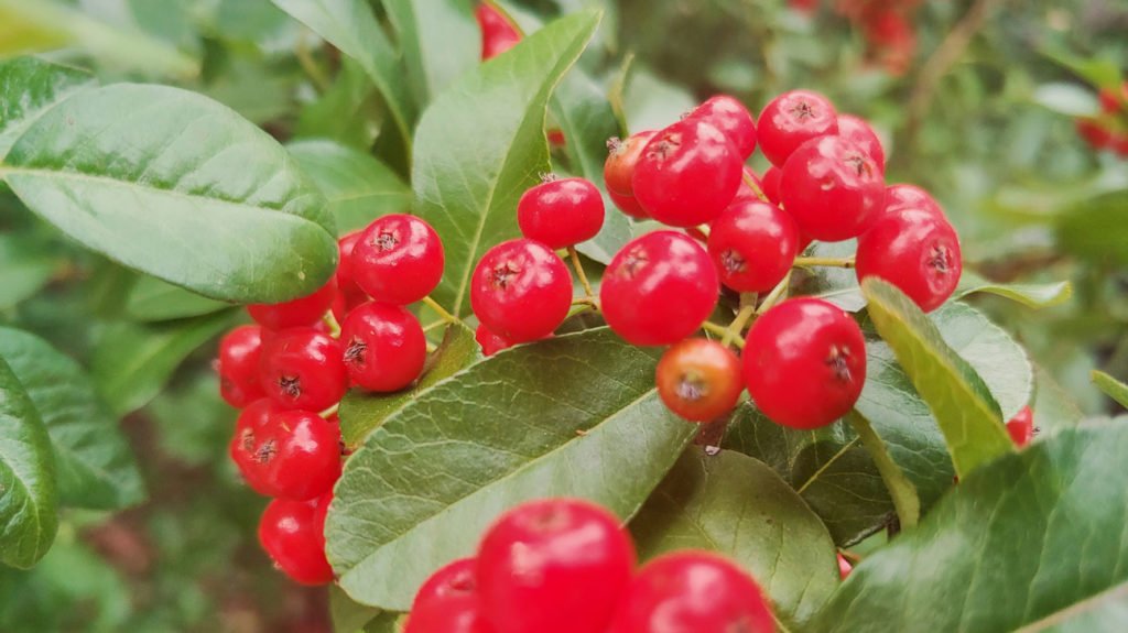 Maid_TipsxHagar's tweet photo. Homeless Person in the Forest Tip 2⃣! DO NOT EAT THESE BERRIES! I REPEAT. DO. NOT. EAT. THESE. Better to starve than eat this.🤮 https://t.co/dlScpyjVlv