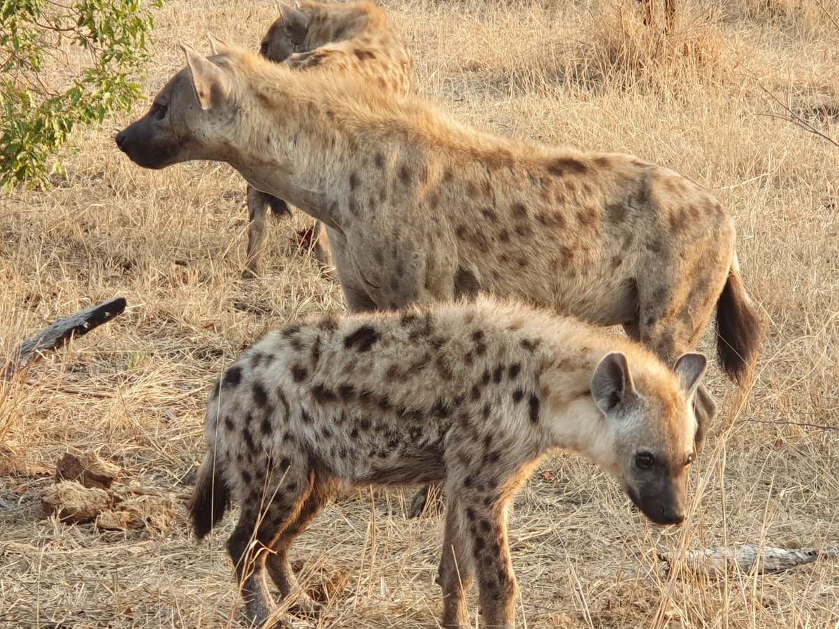 Lukimbi's tweet photo. The hyena is a shaggy, untidy and opportunistic carnivore with a distinctive, sloping back.

https://t.co/giaEajB4Mj https://t.co/7MOMXFvqur