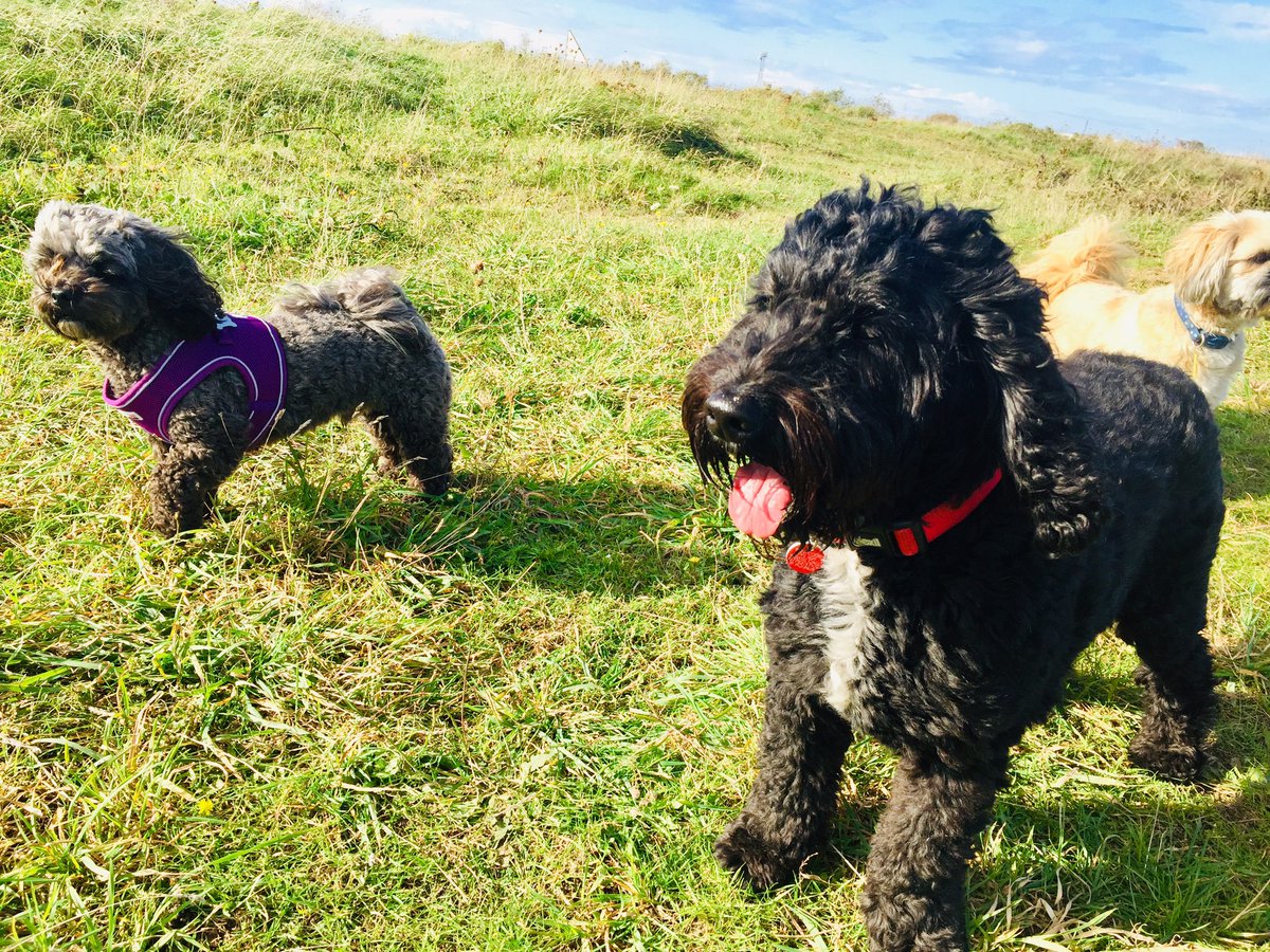 Wooftidoos Blackpool tweet media